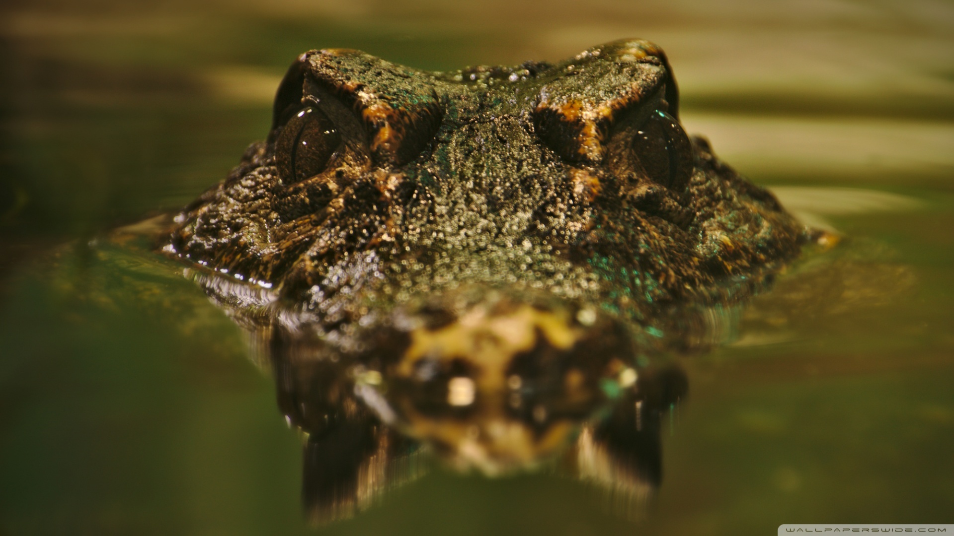 Cocodrilo mata a anciano mientras se bañaba en un río en la India