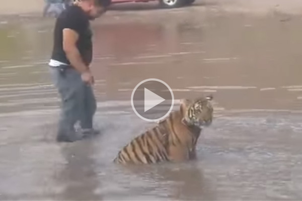 Sujeto saca a “pasear” a su tigre y se le escapa en un río