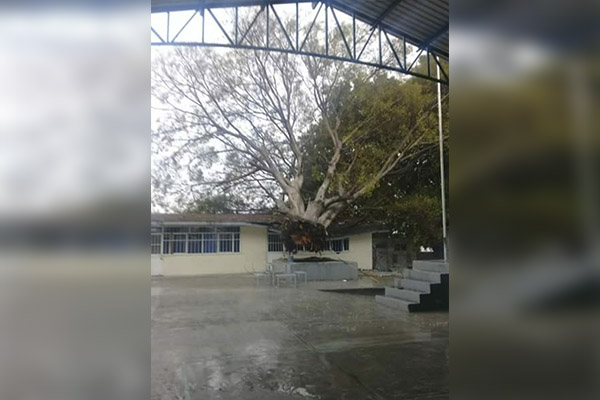 Por intensas lluvias, árbol destroza techo de salón de clases