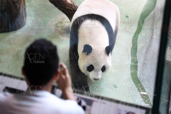 Panda gigante del zoo de Taipei no logra concebir tras inseminación artificial