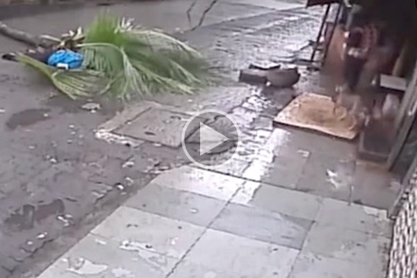 Famosa conductora en la India muere aplastada por una palmera