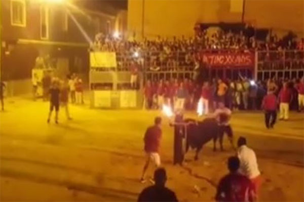 Ante la crueldad humana, un toro se suicida