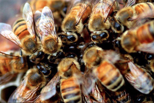 Muere jardinero de Tucson por ataque de abejas