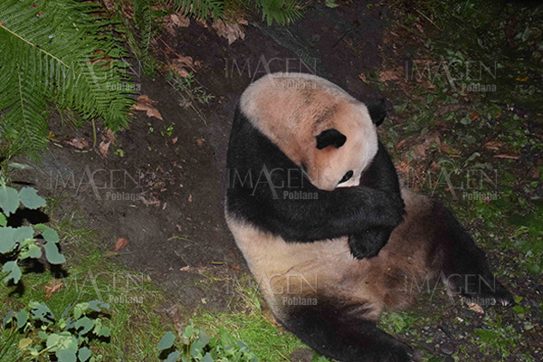 Panda gigante de 23 años da a luz a mellizos