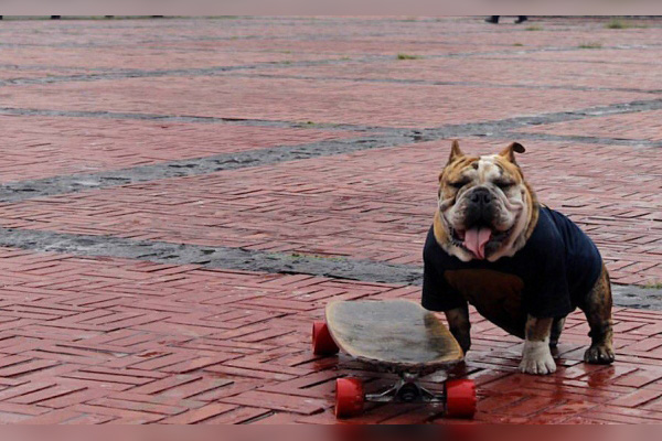 Perro patinador de la UNAM gana primer lugar en carrera Gordotón Bulldogs