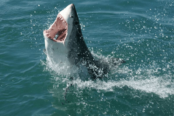 Afortunados surfistas salen ilesos del ataque de un tiburón