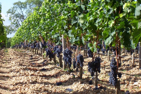 Francia pierde 18 % de su cosecha de vino por mal tiempo