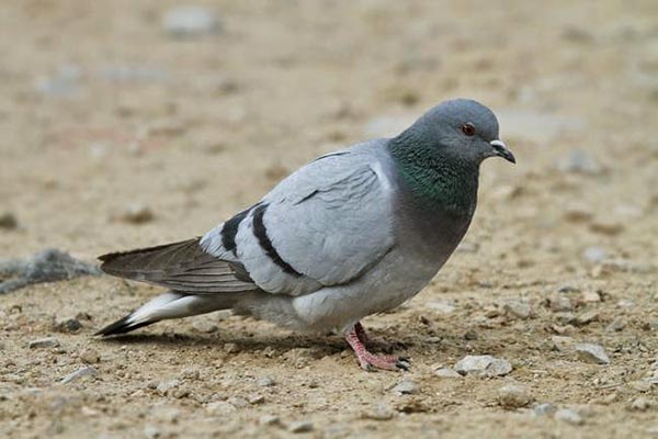 Irán confisca 30 palomas usadas para transportar drogas ilícitas