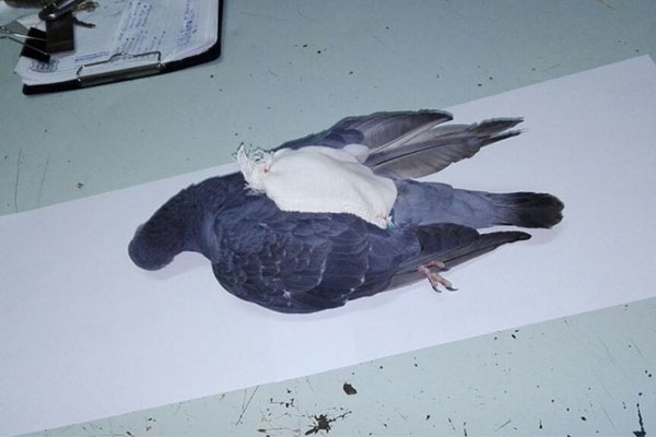 Policía abate a narcopaloma que surtía droga en prisión de Argentina