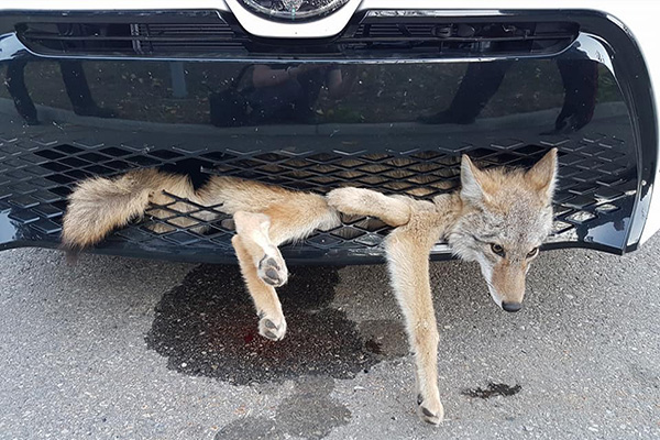 Coyote viaja de “aventón” 34 kilómetros en la parte delantera de un auto