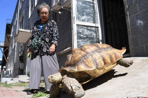 Tortuga gigante, la "mascota perfecta" para una anciana china