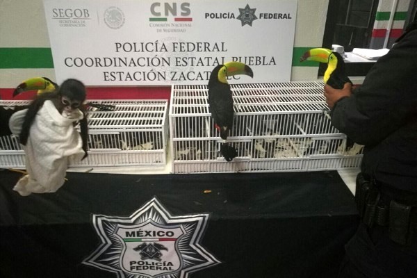 PROFEPA y PGR detectan tráfico de 124 ejemplares de vida silvestre