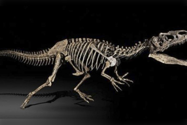 Descubren fósil de mayor dinosaurio de Tailandia