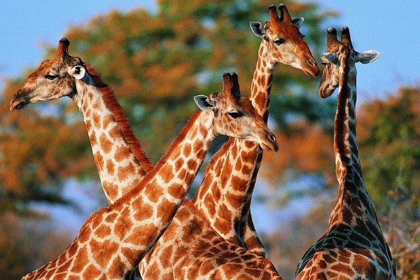 66 jirafas sudafricanas llegan a China en vuelo contratado