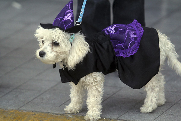 Evitar cortes de pelo a mascotas en invierno, sugiere Protección Civil