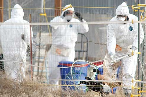 Corea del Sur detecta virus de la gripe aviar en aves silvestres