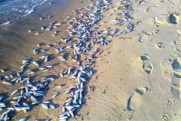 Hallan toneladas de peces muertos en playa de Letonia