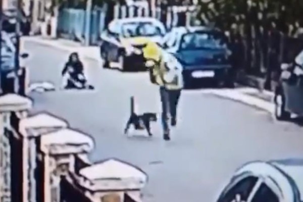 “Héroe canino”: perro frustra asalto mordiendo al ladrón en los glúteos