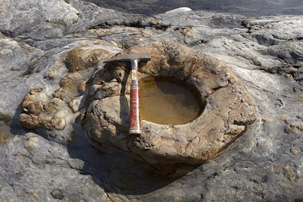 Descubren fósil de árbol de 32 millones de años en China