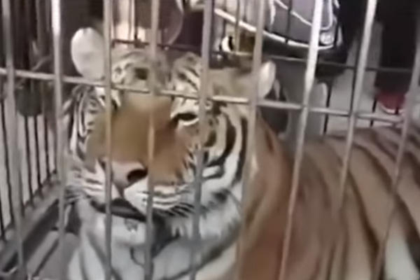 Tigre escapa y ataca al público en un acto circense