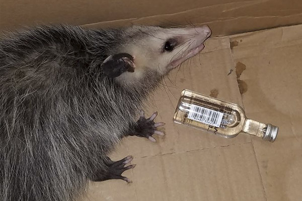 Zarigüeya sale “hasta las manitas” tras beber whisky en una licorería