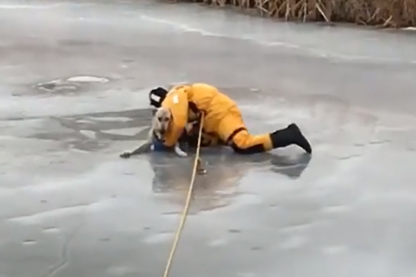 Valeroso bombero salva a un perro atorado en río congelado