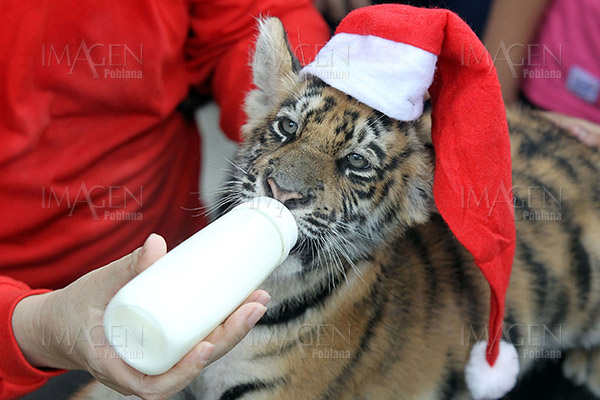 Centro de cría acoge a más de 100 cachorros de tigre siberiano