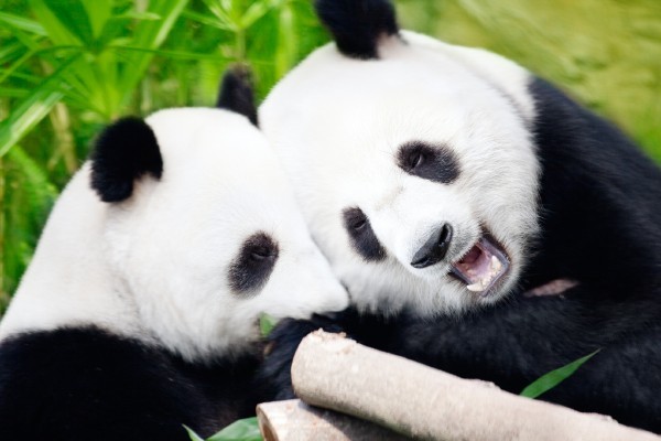 Pareja de pandas gigantes sobrevive a primera nevada invernal en zona silvestre