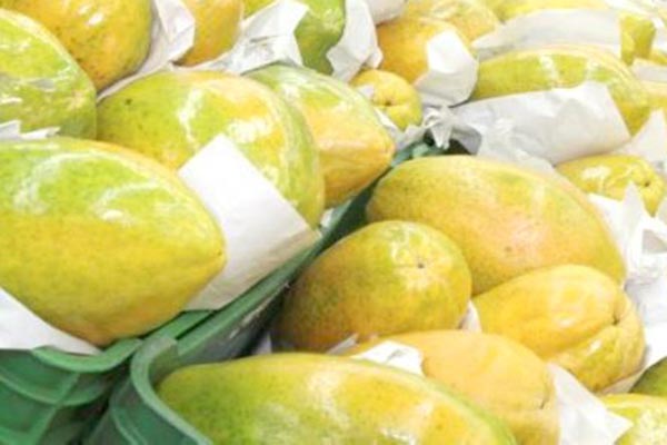 Detienen a chofer con cargamento de marihuana oculto entre papayas