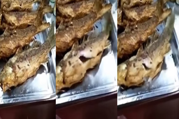 “Pescado zombie” sorprende a comensales en un restaurante
