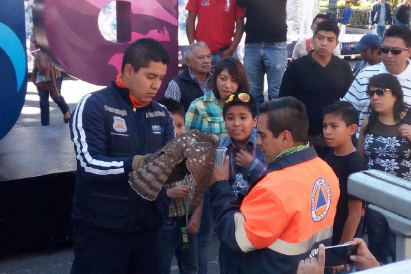Protección Civil Municipal rescata ave tipo Azor en el zócalo