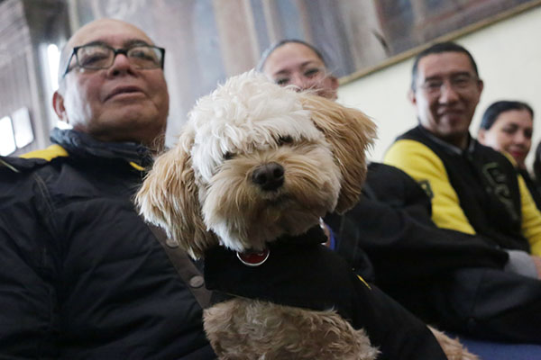 Proteger a las mascotas ante clima frío, sugiere Protección Civil