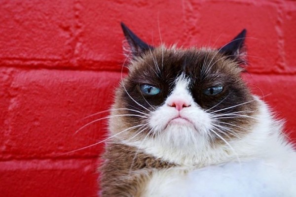 El conocido “Gato Gruñón” tiene finalmente un motivo para sonreír