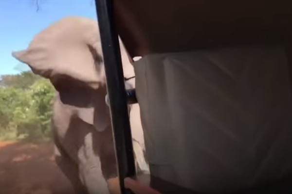 Un elefante toma por asalto un vehículo de turistas en África