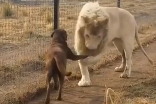 El rey de los animales se pone galante frente a un perro (video)