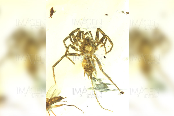Hallan araña con cola de 100 millones de años conservada en ámbar