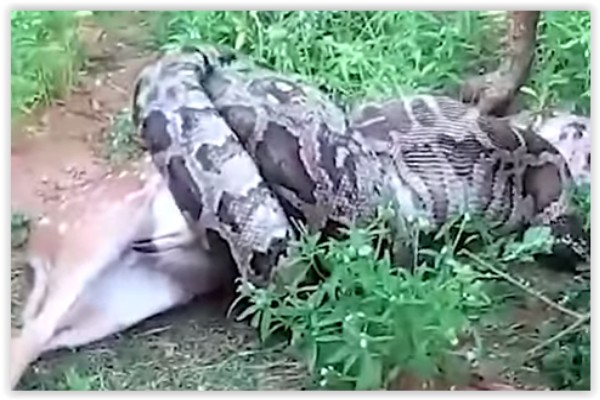 Pitón se traga un ciervo ante los atónitos ojos de los turistas