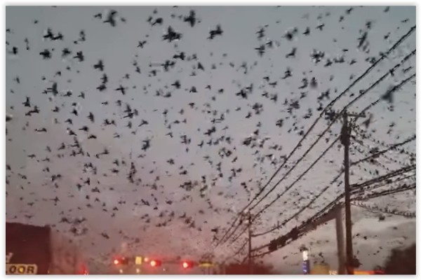 Un nubarrón de pájaros se cierne sobre Texas