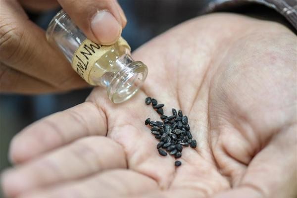 Descubren granos de arroz de hace 7,400 años en China