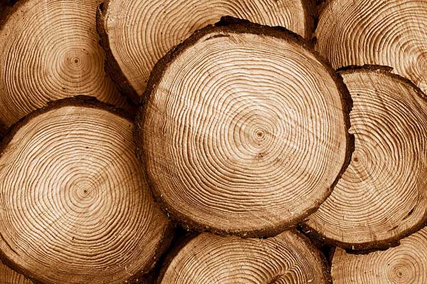 Científicos transforman madera en material más resistente que el acero