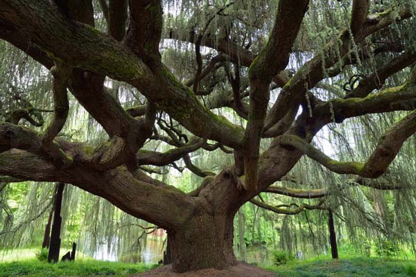 Declarado "rey de los árboles" un cedro de 1,600 años en China