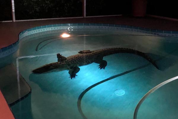 Encuentran enorme cocodrilo mientras nadaba en una alberca de Florida