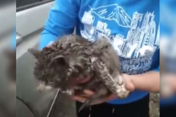 Sí tienen siete vidas: gato recorrió más de 100 km debajo de un auto