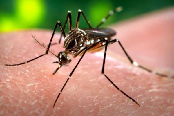 Virus Zika podría combatir cáncer cerebral en niños: científicos