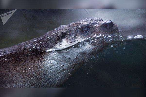 “¡Cobardes!”: una nutria gigante ahuyenta a dos jaguares (video)