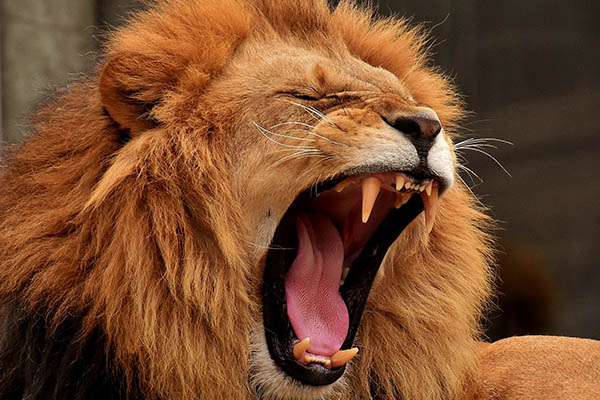 Fuertes imágenes: un león ataca a un hombre ante el público horrorizado