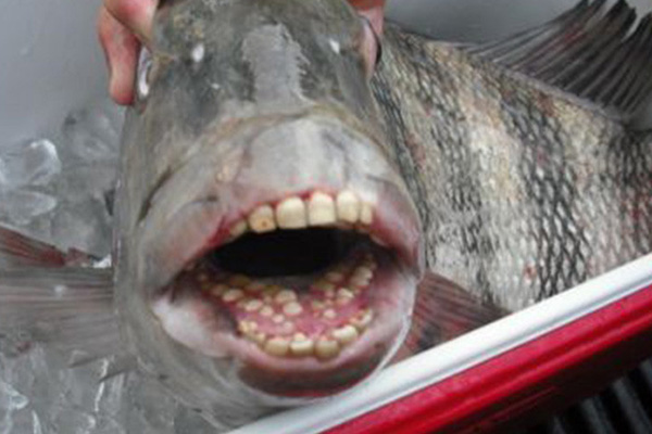 Pez con dientes de humano estremece las redes sociales