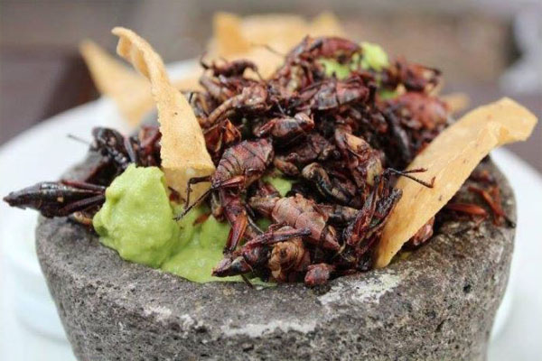 México, uno de los países más ricos en insectos comestibles