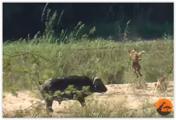 Un búfalo salva a un reptil de las garras de un león