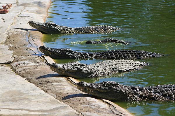 Padre e hijo quedan colgando sobre un estanque lleno de cocodrilos
